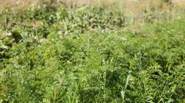 Bahçe yatağında taze havuç yeşili yapraklar güneşli yaz gününde, arka plan için doğal doku.