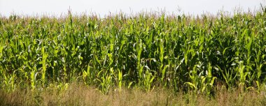 Yeşil mısır tarlası manzarası, güneşli yaz günü, taze sebzeler, Batı Rusya çiftçiliği.