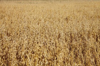 Yaz günü Rus tarlasında güzel altın yulaflar, tahıl hasadı, tarım, ekmek, arka plan için tarım dokusu