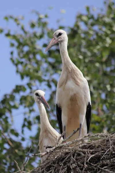 Two White Storks Closeup Stands Nest Birch Tree Branches Background — Stock Photo, Image