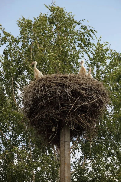 Stork nest with birds family on electrical pole on birch tree background at summer day