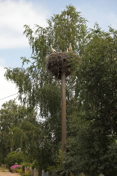 Nid Cigogne Avec Des Oiseaux Sur Mât Électrique Sur Fond — Photo