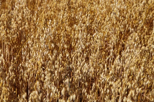 Vackra Gyllene Havre Fältet Ovanifrån Sommardagen Spannmål Europeiskt Jordbruk Bröd — Stockfoto