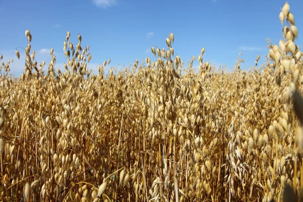 Vackra Gyllene Havre Öron Västra Ryska Fältet Blå Himmel Bakgrund — Stockfoto