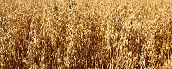 Oats field with yellow ripe oat ears side view at summer day , East European rural agriculture landscape cereals harvest, country life natural panoramic view
