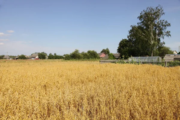 Schönes Goldenes Haferfeld Mit Ländlichem Hof Birke Und Häusern Horizont — Stockfoto