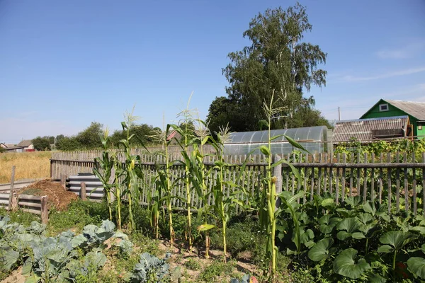 Grön Majs Landsbygden Bakgård Solig Sommardag Gamla Trästaket Björk Träd — Stockfoto