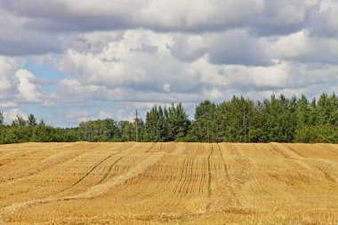 Yaz günü, bulutlu gökyüzü, Avrupa kırsal tarım mısır gevreği hasadı ve doğal panoramik manzaralı yeşil orman ağaçlarına karşı sarı samanlı hasat alanı.
