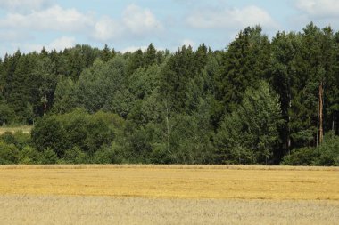 Avrupa 'nın güzel yol manzarası, sarı bir hasat alanı manzarası ve geçen yaz yeşil bir orman.