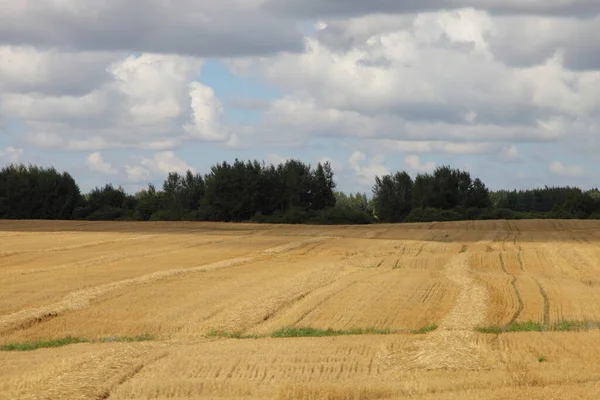 曇り空の地平線の緑の森の木々に対して夏の日に黄金のわらで美しい収穫フィールド ヨーロッパの農村風景穀物収穫 カントリーライフ自然景観 — ストック写真