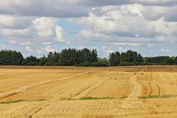 空と緑の森の背景に美しい雲と晴れた夏の日に美しい黄金の収穫フィールド ベラルーシの農業風景の農業収穫 — ストック写真
