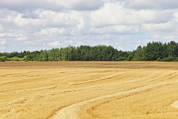 Mooi Gestreept Geoogst Geel Veld Zonnige Herfstdag West Russische Agrarische — Stockfoto