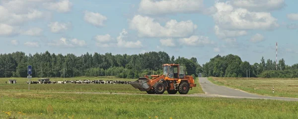 青い空と夏の日の森林の背景に牛の群れと緑のフィールド牧草地の近くの農村道路上の車輪付きトラクタードライブ 西ヨーロッパの農場の風景 — ストック写真