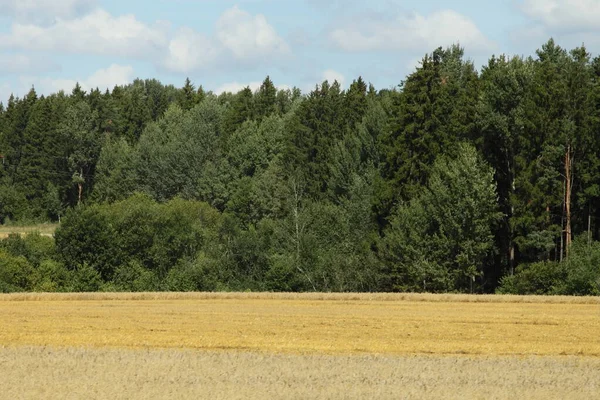 美しいヨーロッパの道端の風景 黄色の収穫畑と最後の夏の日に緑の森の景色 — ストック写真