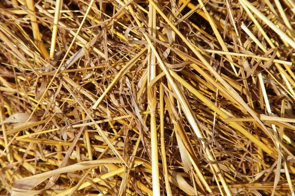 Dry Yellow Oats Hay Bale Close Sunny Summer Day Texture — Stock Photo, Image