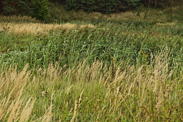 Наклон Зеленой Желтой Катушки Травы Ветру Лесном Болоте Осенний День — стоковое фото
