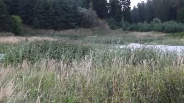 Sazlıklar sallanıyor ve güçlü bir rüzgarda esiyor ormanın bataklık gölünde son yaz gününde, Batı Rusya 'nın güzel kır arazisi