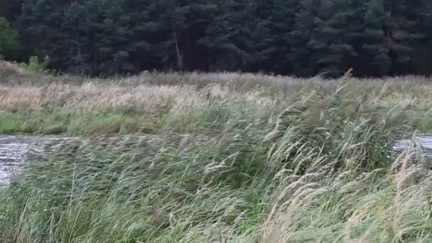 Les Roseaux Balancent Courbent Dans Vent Fort Près Lac Marécageux — Video