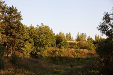 Güneşli bir yaz gününde, açık mavi gökyüzü arka planında, Avrupa 'nın dağlık orman bölgesi. Kurumuş eski bir nehir yatağı, güzel, parlak bir orman manzarası.
