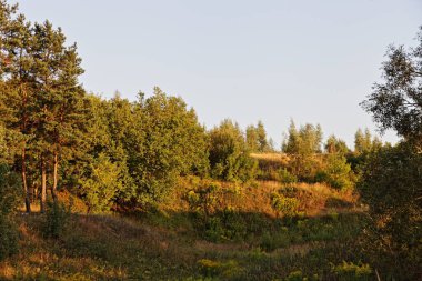 Güneşli bir yaz akşamında berrak mavi gökyüzü arka planında, Avrupa 'nın dağlık orman bölgesi, kurumuş bir nehir yatağı, güzel bir kırsal orman manzarası.