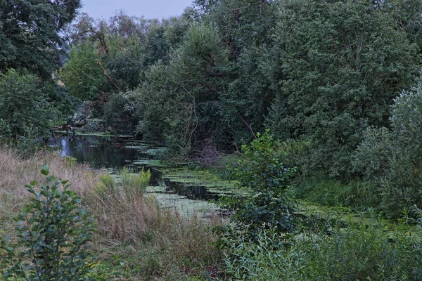 Bella Paludosa Piccolo Fiume Foresta Ricoperta Erba Verde Una Sera — Foto Stock