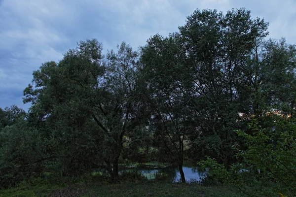 Silhuetas Árvores Verdes Escuras Perto Floresta Rio Pantanoso Noite Outono — Fotografia de Stock