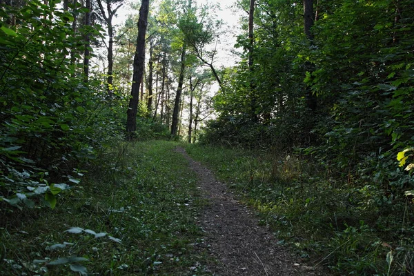 Sentier Forestier Entre Les Arbres Lors Journée Ensoleillée Été Avec — Photo