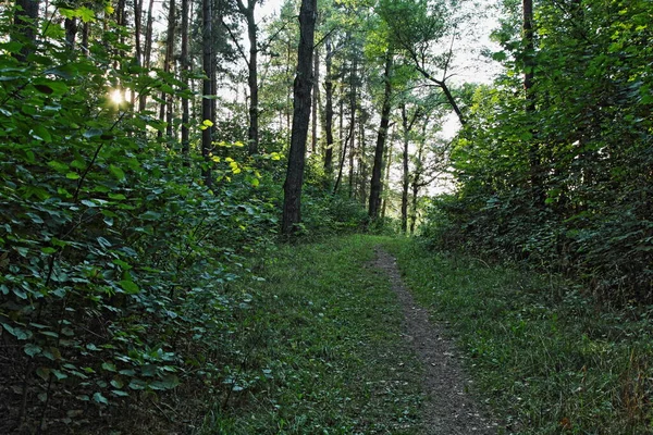 夏の日に森林公園内の緑の木々の横に影の森林道路 西ロシアの自然林の風景 — ストック写真