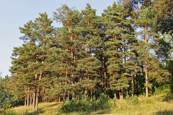 Beaux Pins Sempervirents Sur Colline Ouest Lisière Forêt Pins Russes — Photo