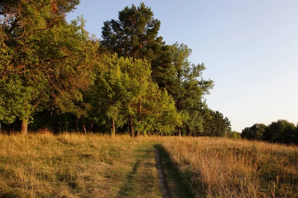 Countryside Road Green Pine Forest Edge Clear Blue Sky Background — Stock Photo, Image