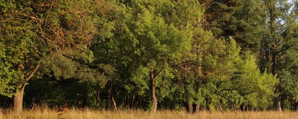 Beaux Arbres Verts Sur Bord Forêt Europe Est Avec Herbe — Photo