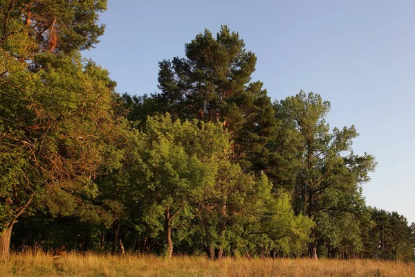 Mooie West Russische Bosrand Met Groene Bomen Droog Geel Gras — Stockfoto