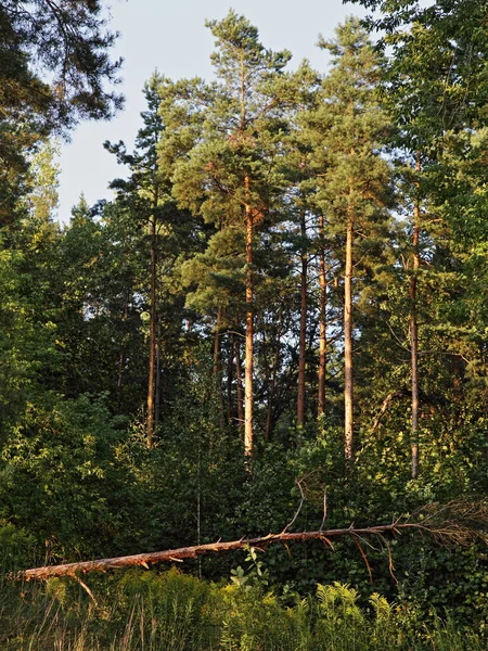 Lezuhant Fenyőfa Törzs Egy Kelet Európai Fenyőerdőben Sunny Nyári Estén — Stock Fotó