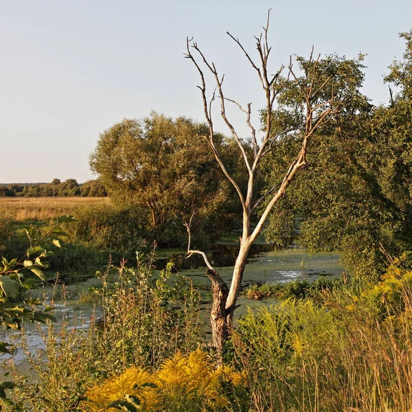 Hermoso Árbol Desnudo Seco Orilla Del Río Bosque Pantanoso Tarde — Foto de Stock