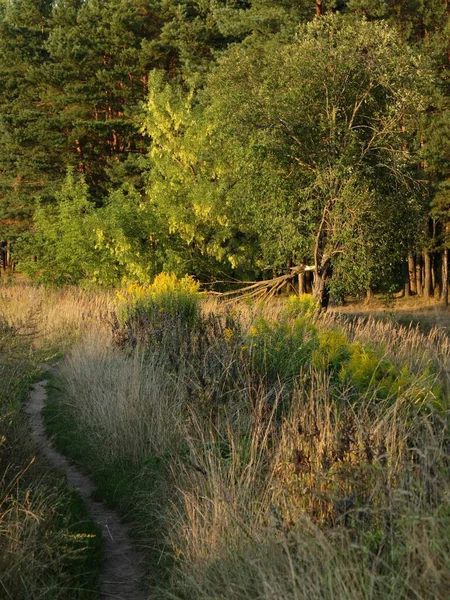 Fußweg Zum Waldrand Sonnigen Sommertagen Ökotourismus Park Europäische Naturlandschaft — Stockfoto