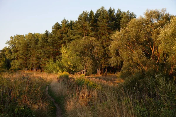 Sun Shine Pine Trees Green Pine Forest Edge Blue Sky — Stock Photo, Image