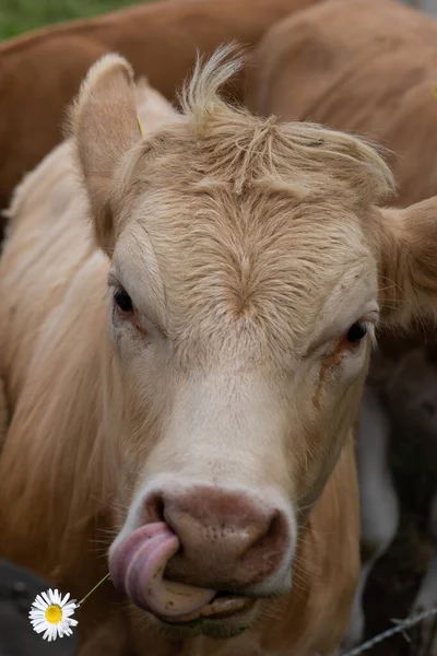 Broun Vache Mâcher Une Fleur Avec Langue Fermer Concentration Douce — Photo