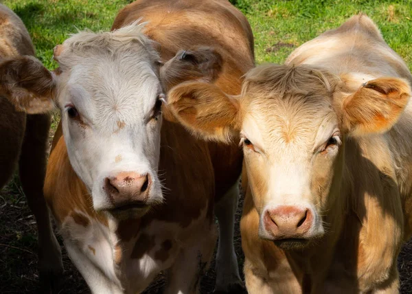 Groupe Vaches Dans Pré Avec Une Herbe Verte — Photo