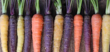 Farklı renkte havuçlar. Yatay düz tahta zemin üzerinde yatıyordu