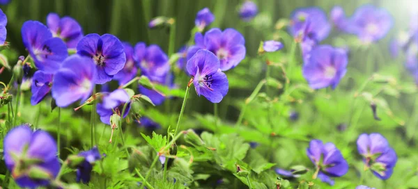 Wilde Geranium Lente Zomerbloemen Zonnige Dag Zonnestraal Teelt Selectie Van — Stockfoto