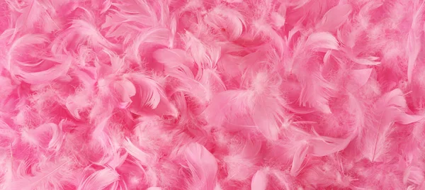 Pembe tüyleri olan bir arka plan. Pastel pembe tüy süslemeleri. Yatay düzlük. Boşluğu kopyala