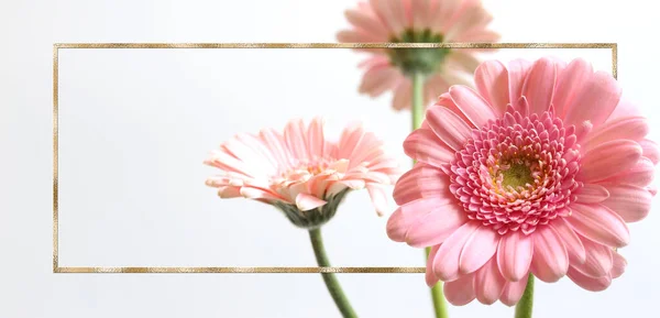 Mooie Roze Bloemen Witte Achtergrond Stelletje Lente Zomer Gerbera Bloemen — Stockfoto
