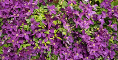 Menekşe klematisinin kenarındaki renkli çiçekler. Yatay çiçeklerin kenar çerçevesi. Canlı çiçek açan yaz bitkisi. Renkli arkaplan, çiçek deseni