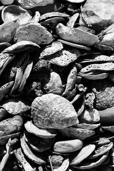 Seashell arka plan siyah ve beyaz — Stok fotoğraf