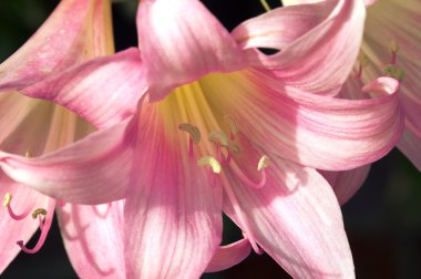 Amaryllis Güzelavrat otu çiçek