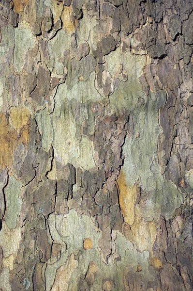 London Plane tree bark — Stock Photo, Image