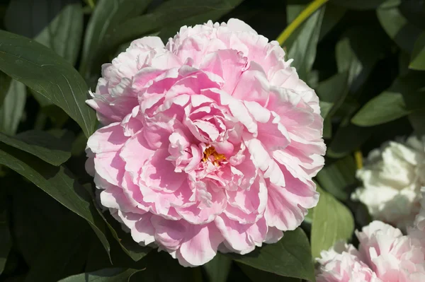 Paeony, Sarah Bernhardt — Zdjęcie stockowe