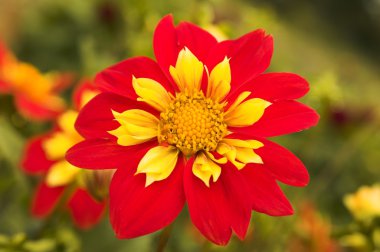 Dahlia 'Ann Breckenfelder'