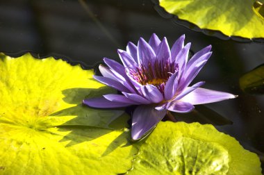Nymphaea, 'Yönetmen George T Moore' waterlilly