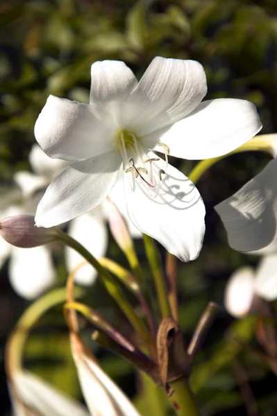 Crinum x Powellii album — Stock Photo, Image